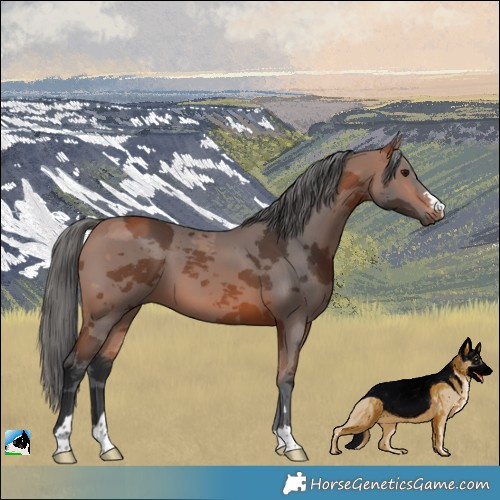 Horse Color:Bay Merle 