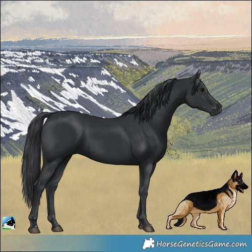 Horse Color:Black 