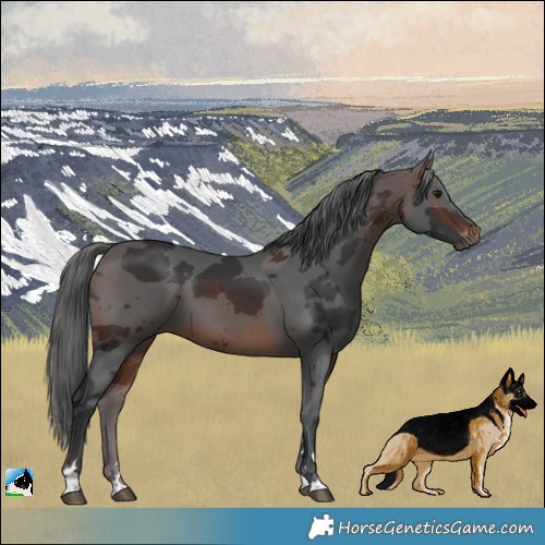 Horse Color:Brown Merle 