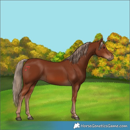 Horse Color:Chestnut 