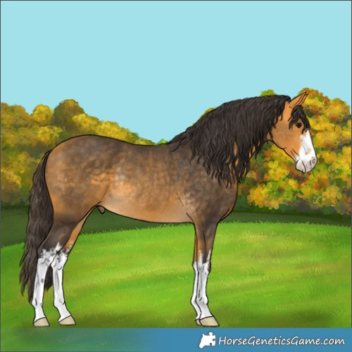 Horse Color:White Spotted Buckskin Rabicano 