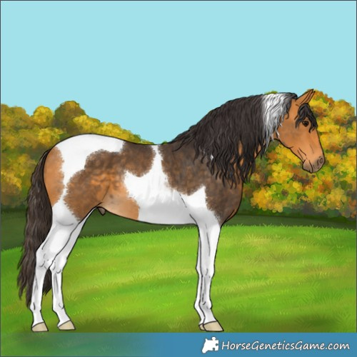 Horse Color:Buckskin Tobiano 