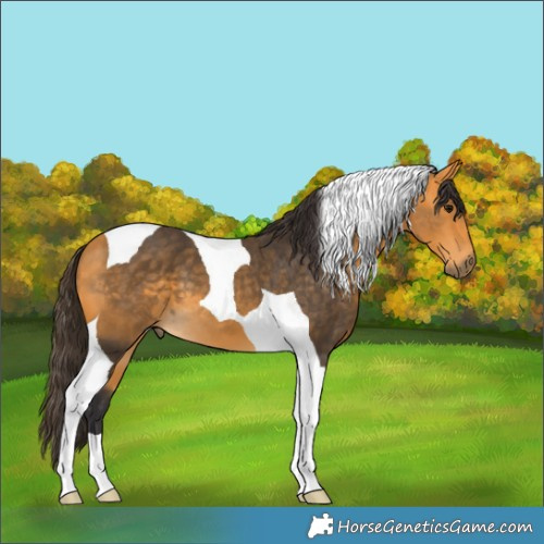 Horse Color:Buckskin Tobiano 