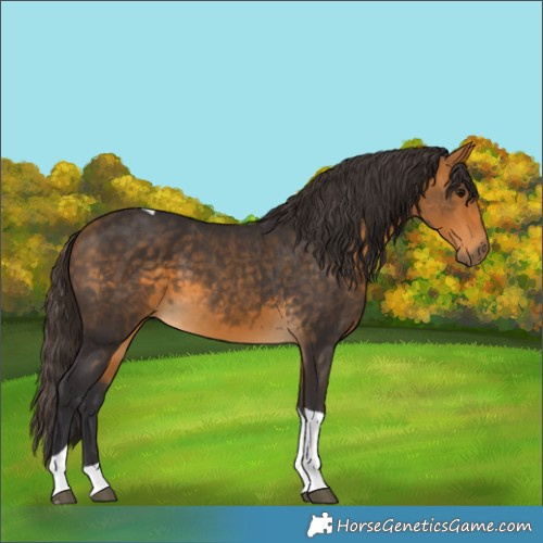Horse Color:Buckskin Tobiano 
