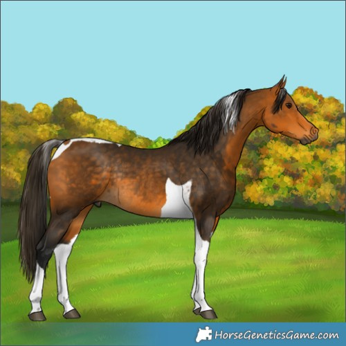 Horse Color:Gray Buckskin Tobiano Rabicano 