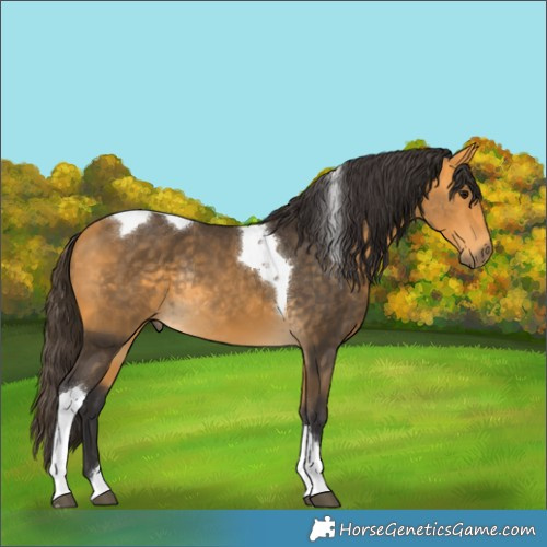 Horse Color:Buckskin Tobiano Rabicano 