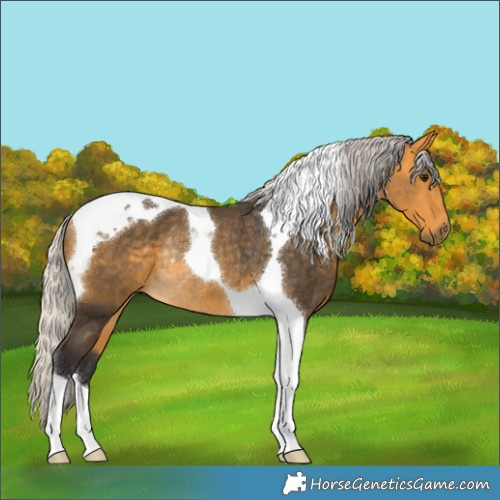 Horse Color:Silver Buckskin Tobiano Rabicano 