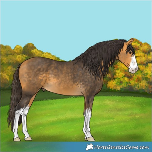 Horse Color:White Spotted Buckskin 