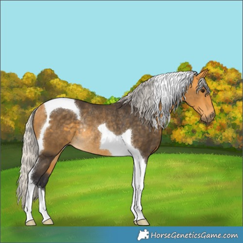 Horse Color:Silver Buckskin Tobiano Rabicano 