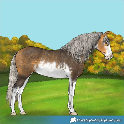 Horse Color:White Spotted Silver Buckskin Rabicano 