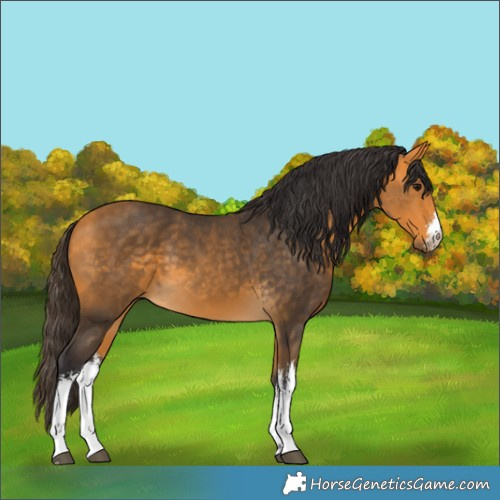 Horse Color:White Spotted Buckskin 