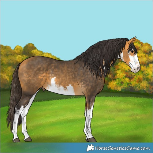 Horse Color:White Spotted Buckskin 