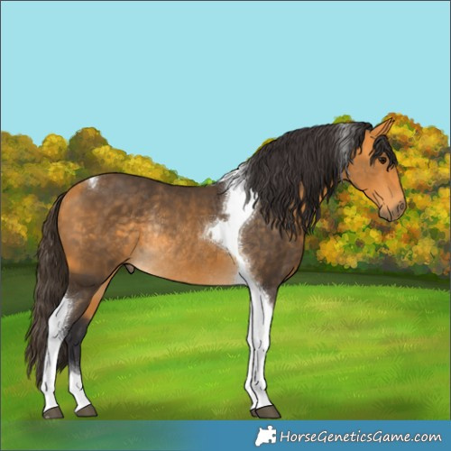 Horse Color:Buckskin Tobiano Rabicano 