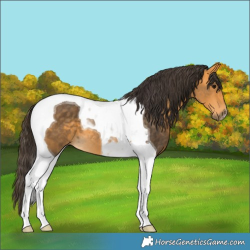 Horse Color:Buckskin Tobiano 
