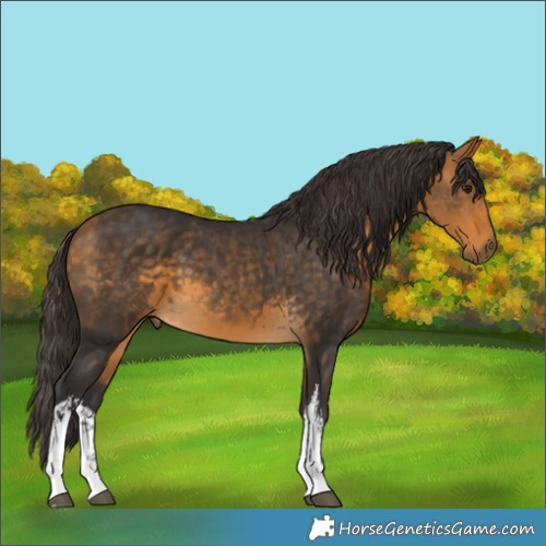 Horse Color:White Spotted Buckskin 