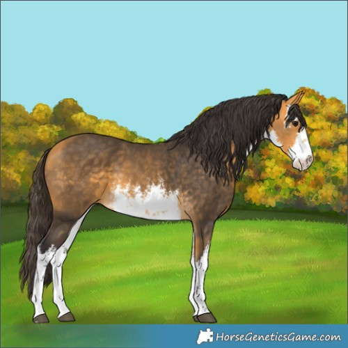 Horse Color:White Spotted Buckskin 