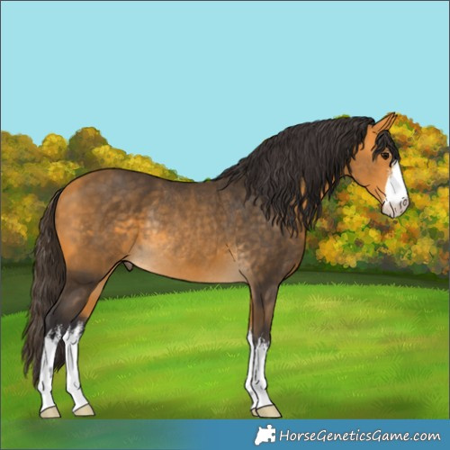 Horse Color:White Spotted Buckskin Rabicano 