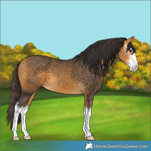 Horse Color:White Spotted Buckskin 