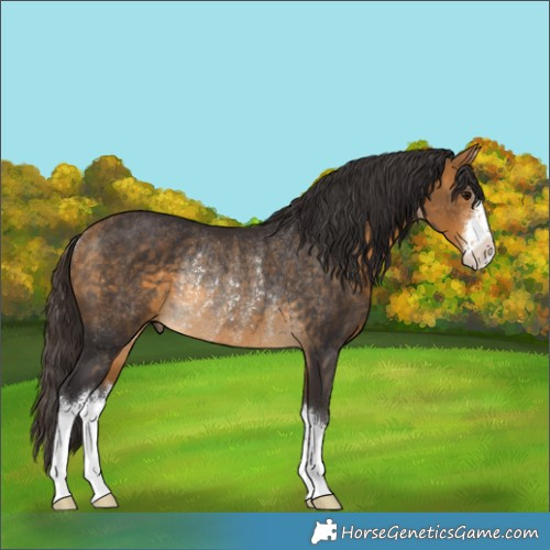 Horse Color:White Spotted Buckskin Rabicano 