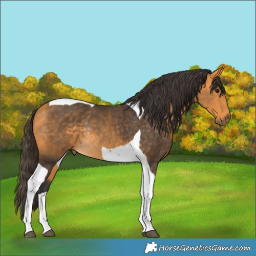 Horse Color:Buckskin Tobiano Rabicano 