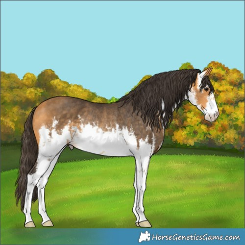 Horse Color:White Spotted Buckskin Rabicano 