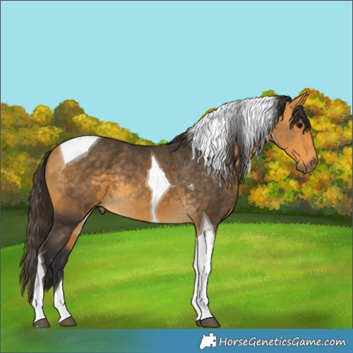 Horse Color:Buckskin Tobiano 