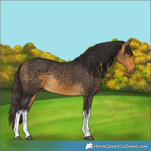 Horse Color:White Spotted Buckskin Rabicano 