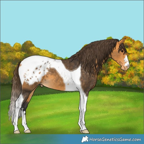 Horse Color:Buckskin Tobiano Blanket 