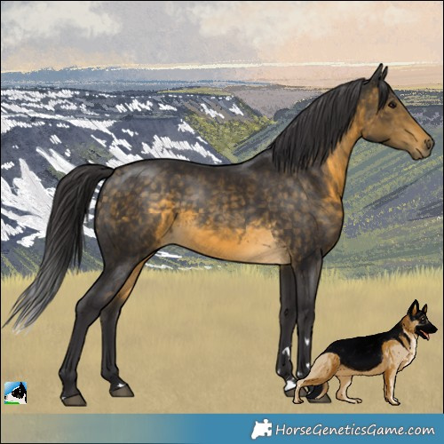 Horse Color:Buckskin