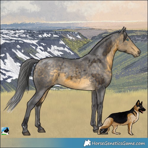 Horse Color:Buckskin Merle 