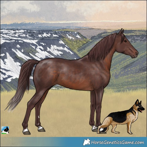 Horse Color:Chocolate Brown