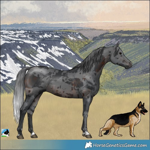 Horse Color:Brown Merle