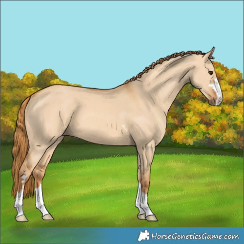 Horse Color:Red Dun 
