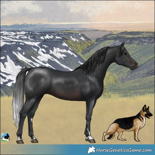 Horse Color:Brown 