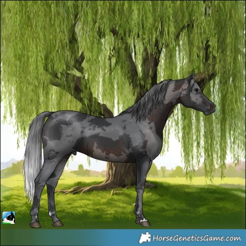 Horse Color:Brown Merle