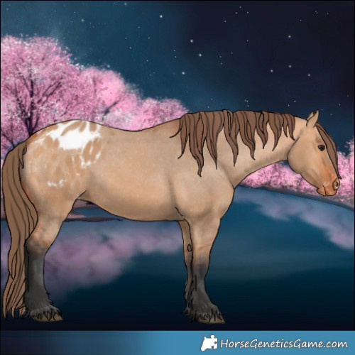 Horse Color:Bay Dun Blanket 