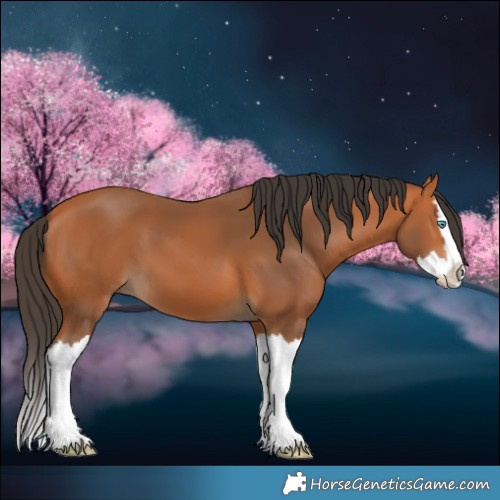 Horse Color:Bay Splash 