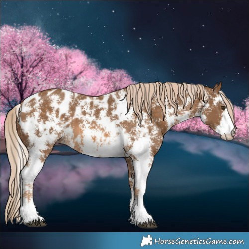 Horse Color:Chocolate Palomino Sabino Blanket