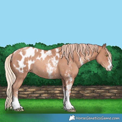 Horse Color:Gold Champagne Sabino Appaloosa Rabicano