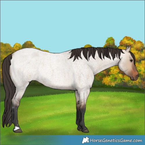 Horse Color:Bay Ice Roan Dun Rabicano 
