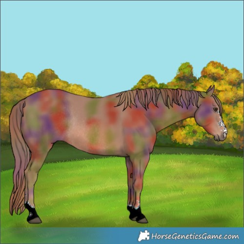Horse Color:Nacre Chestnut Rabicano 