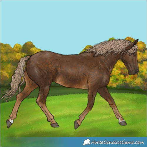 Horse Color:Chocolate Palomino 