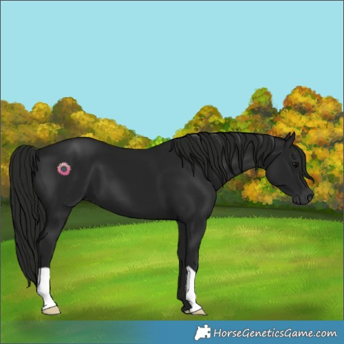 Horse Color:Gray Black