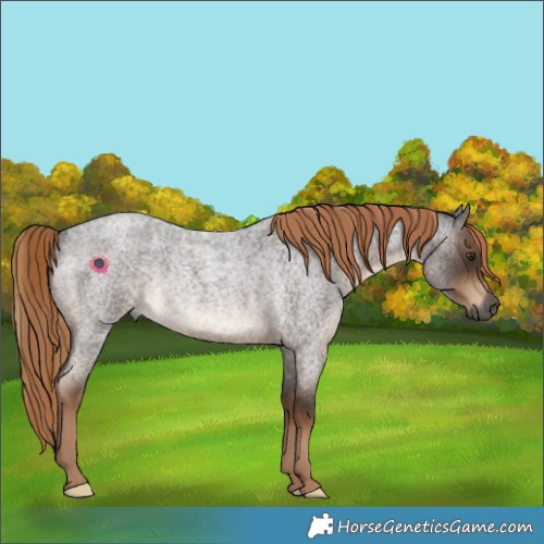 Horse Color:Gray Liver Red Roan Rabicano