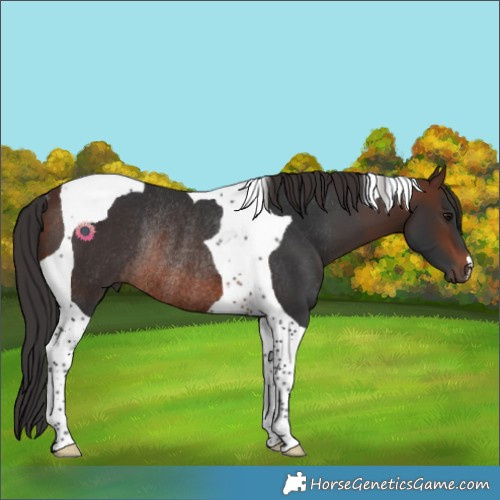 Horse Color:Brown Tobiano Rabicano 