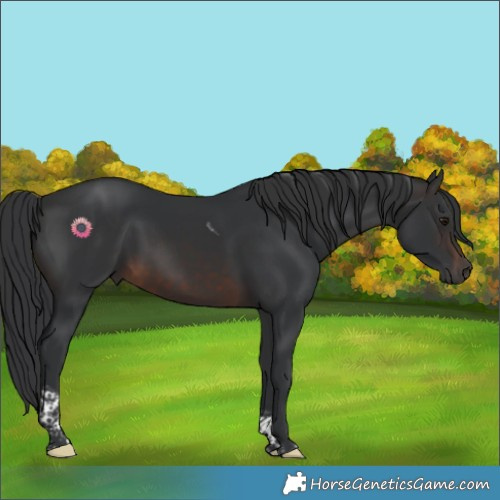 Horse Color:Brown Tobiano Rabicano 