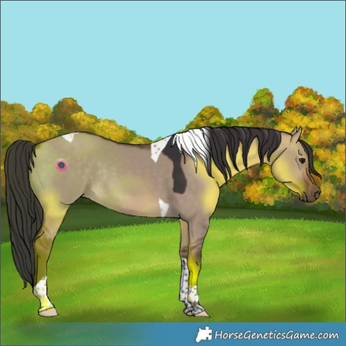 Horse Color:Brown Dun Tobiano Rabicano