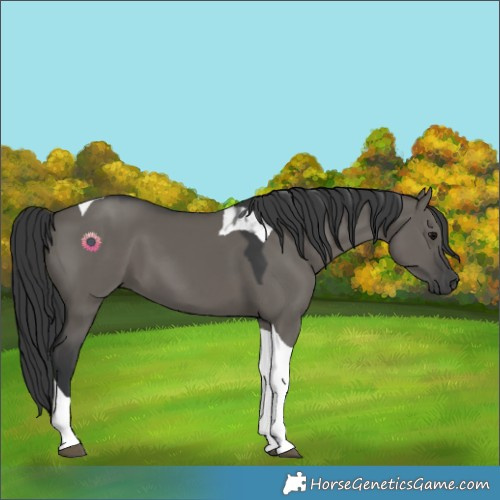 Horse Color:Grullo Tobiano 