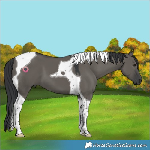 Horse Color:Grullo Tobiano 