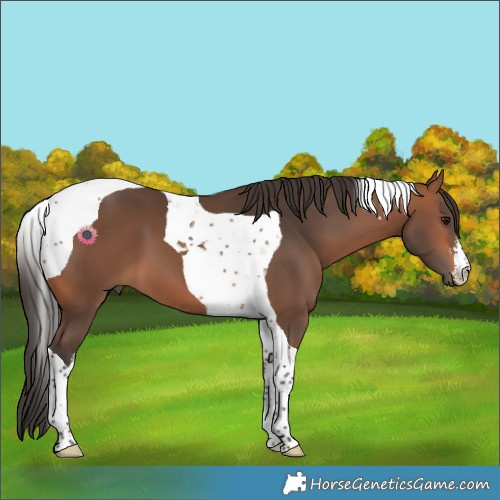 Horse Color:White Spotted Bay Tobiano 